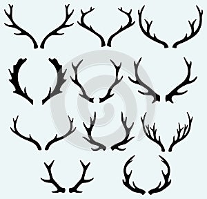 Deer horns photo