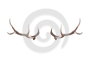 Deer horns isolated on a white