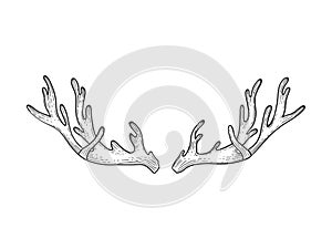 Deer horns sketch engraving vector illustration