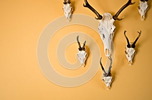 Deer horns trophy on wall