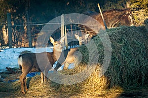 Deer at the Horses Hay