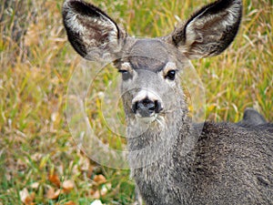 Deer with Huge Ears