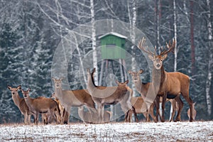 Deer Hunting In Winter Time. Group Of Noble Deer Cervus Elaphus , Led By Stag, Against The Backdrop Of Hunting Tower And Winte