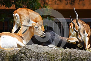 Deer eating in group, chapultepec zoo, mexico city. I photo