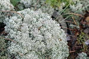 deer Iceland moss or Cetraria islandica bush, selective focus. Herbal medicine
