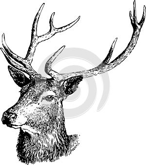 Deer illustration.