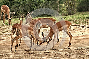 Deer, impala antelope fighting