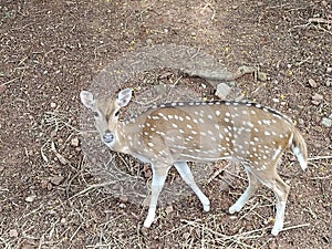 Deer at IndiaraGandhi zoological park in visakha patnam