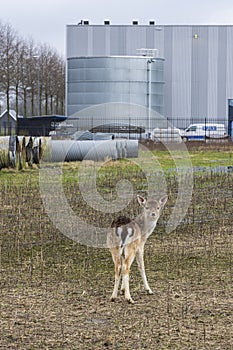 Deer at industrial area