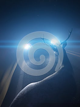 a deer infront of a car