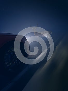 a deer infront of a car