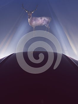 a deer infront of a car