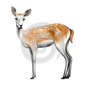 Deer isolated photo