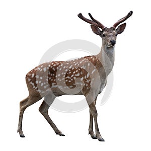 Deer isolated on white