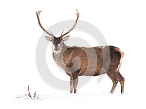 Deer is isolated on a white standing on white snow