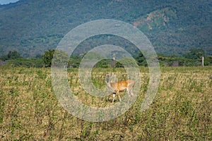 A deer on its natural habitat, Savanna Bekol, Baluran. Baluran National Park is a forest preservation area that extends about 25.