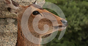 Deer in a Japanese park