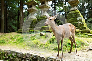 Deer in Japanese temple