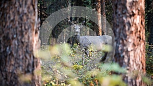 Deer in Jasper National Park