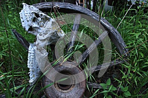 Deer Jawbone on an Old Wheel photo