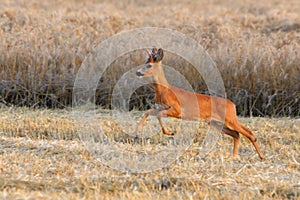 Deer jump on field