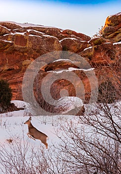 A deer jumps in front of sandstone rocks