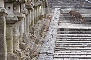Deer in Kasuga Grand Shrine, Nara, Japan