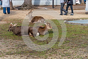 Deer in the Kasuga Grand Shrine, Nara Park Area