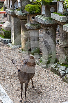 Deer in the Kasuga Grand Shrine, Nara Park Area