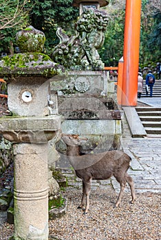 Deer in the Kasuga Grand Shrine, Nara Park Area