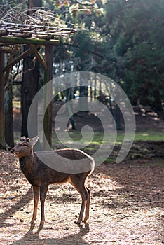 Deer in the Kasuga Grand Shrine, Nara Park Area