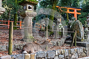 Deer in the Kasuga Grand Shrine, Nara Park Area