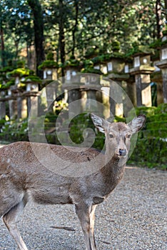 Deer in the Kasuga Grand Shrine, Nara Park Area