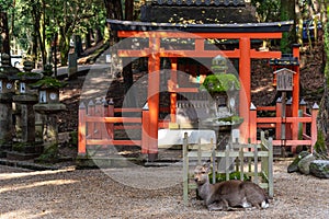 Deer in the Kasuga Grand Shrine, Nara Park Area