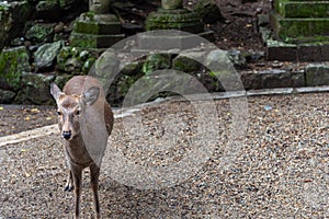 Deer in the Kasuga Grand Shrine, Nara Park Area