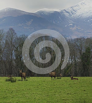 Deer in Killarney National Park