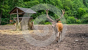 Deer - the king of Polish forests near the pasture