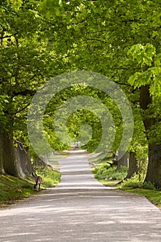 Deer in Knole park in England