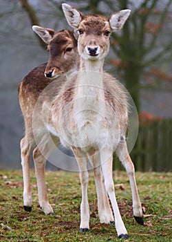 Deer in Knole Park