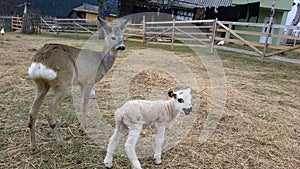 Deer and lamb photo