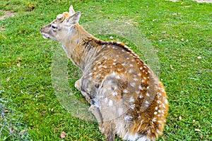 Deer - large animals with an elegant body