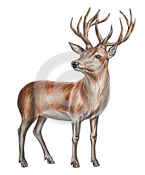 Deer with large antlers isolated on a white background. Forest inhabitant. Watercolor. Illustration. Template. Hand drawn.
