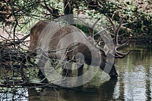 A deer with large branched antlers drinks water from a pond