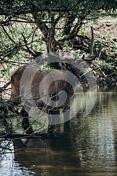 A deer with large branched antlers stands in the water in a pond