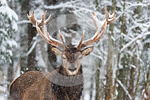 Deer With Large Branched Horns On The Background Of Snow-Covered Forest. Beautiful Stag Close-Up, Artistic View.Trophy Buck photo