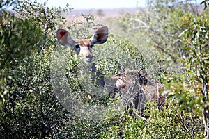 A deer with large ears staring through the african bush