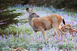 Deer at Lassen Volcanic National Park, California