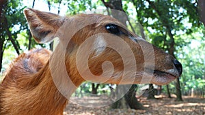 Deer with the Latin name Cervidae, photo
