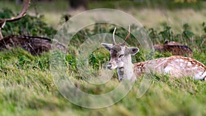 Deer laying down at Charlecote Park, Warwickshire