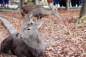 Deer laying down on the falling leaves floor at the park in Nara, Japan.